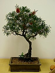 photo of bonsai - click to enlarge