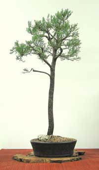 photo of bonsai - click to enlarge