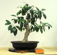 photo of bonsai - click to enlarge