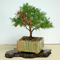 photo of bonsai - click to enlarge