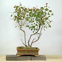 photo of bonsai - click to enlarge