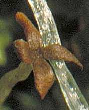 Lophocolea semiteres detail of spore capsule