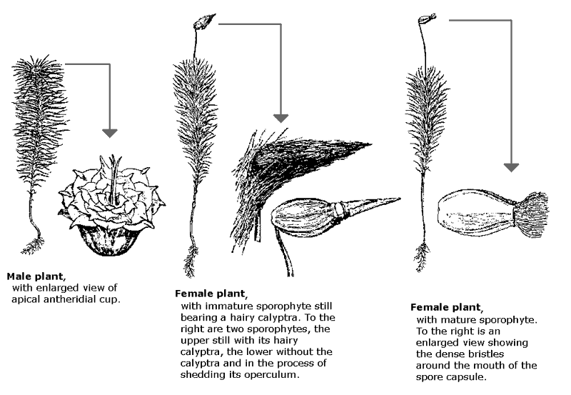 moss life cycle