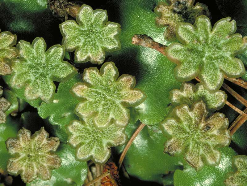 Marchantia berteroana