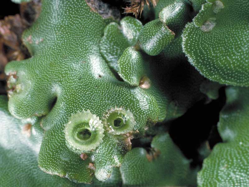 Marchantia sp.