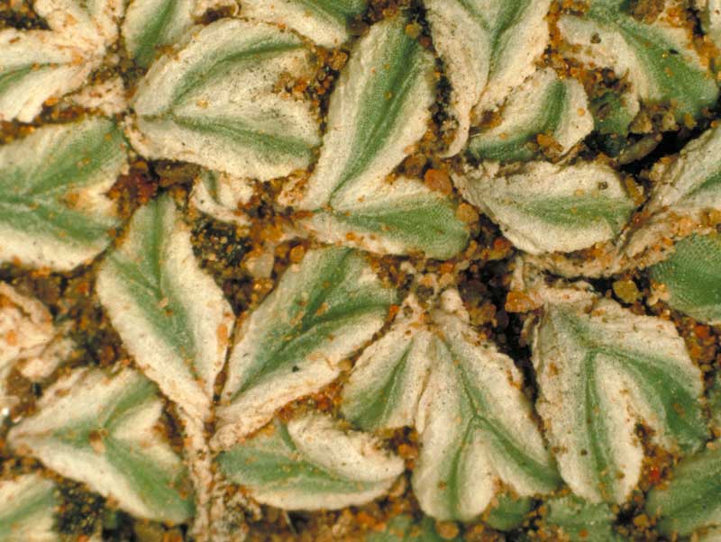 Riccia albida