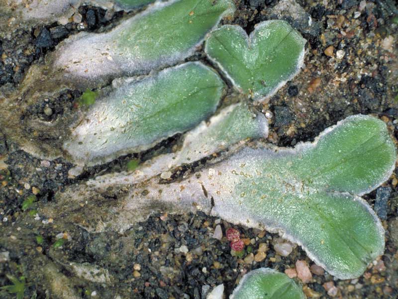 Riccia lamellosa