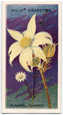 cigarette card front