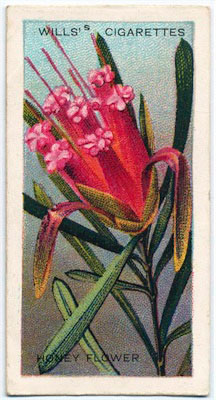 cigarette card front