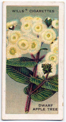 cigarette card front