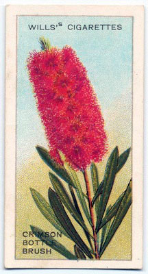 cigarette card front