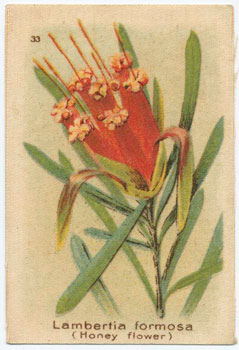 silk cigarette card 33