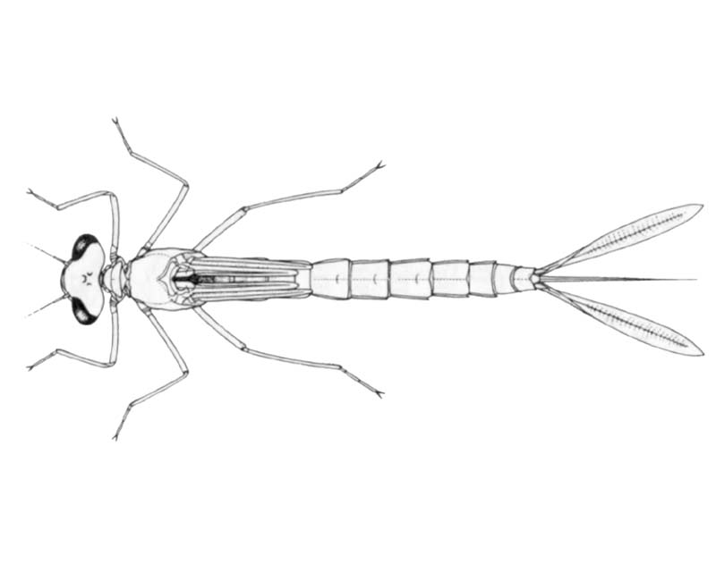 Austrolestes annulosus