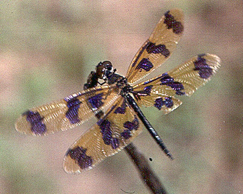 Rhyothemis graphiptera