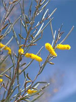 Acacia aneura