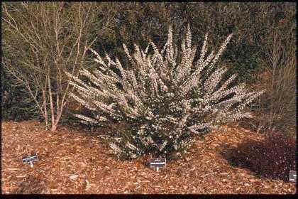 photo: Thryptomene ericaea - Centenary Starburst