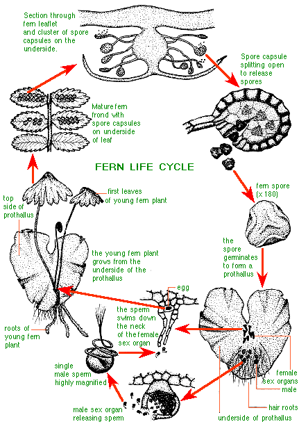 fern life cycle