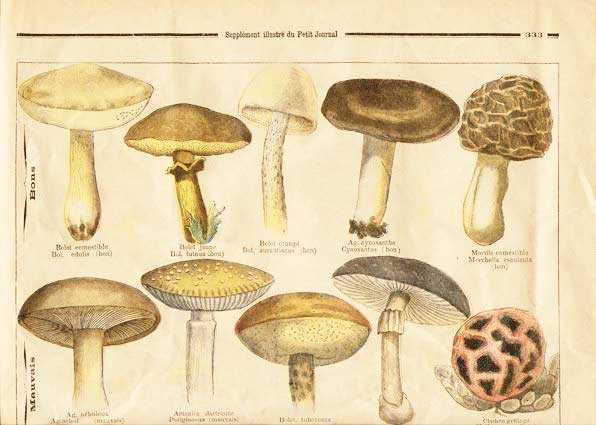 Le Petit Journal - fungi