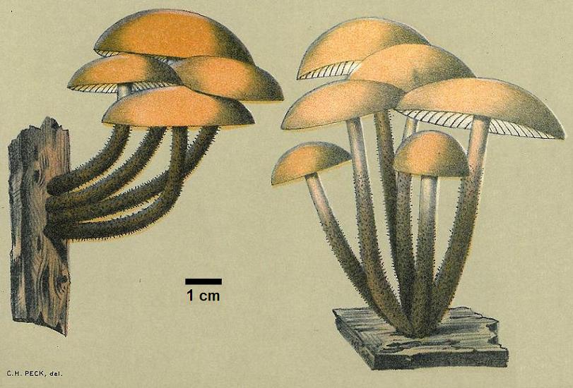 illust: Flammulina velutipes