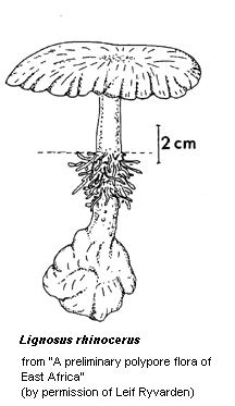 illust: Lignosus rhinocerus