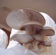 photographer: R.A. Chilton - Pleurotus ostreatus