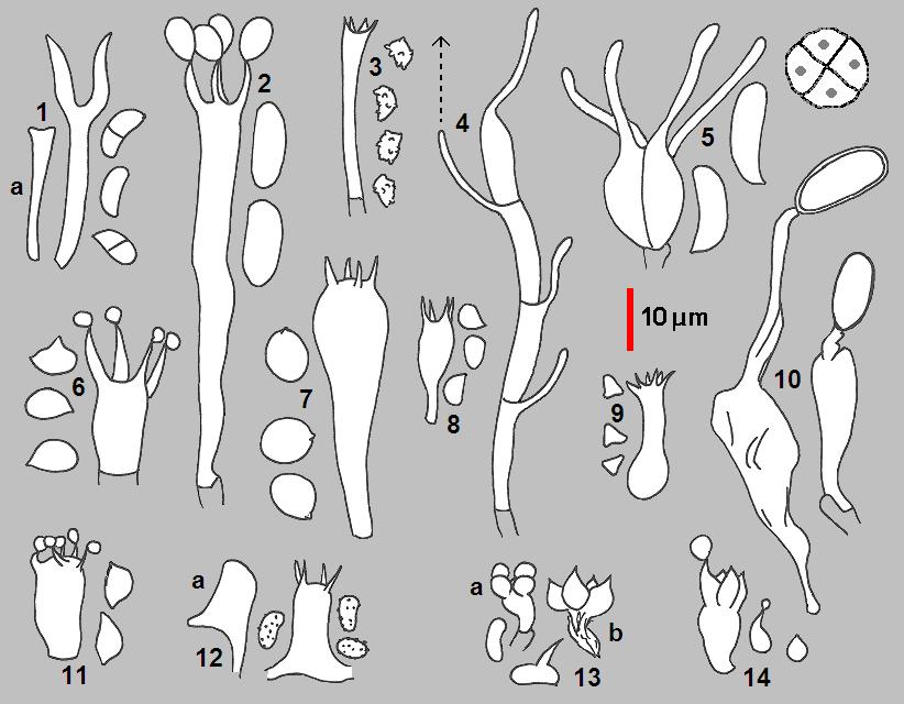 Basidia examples