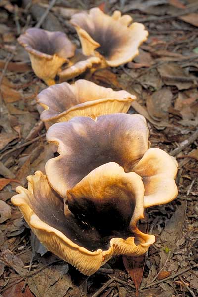 Omphalotus nidiformis