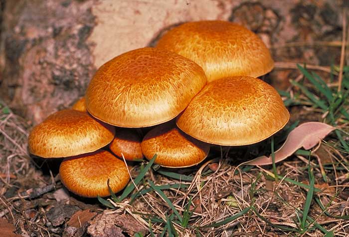 photo: Gymnopilus pampeanus