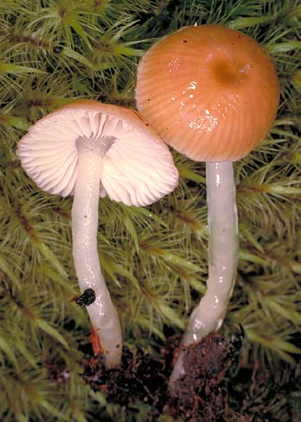 Hygrocybe sp.