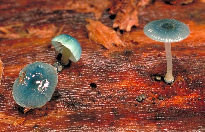 Mycena interrupta