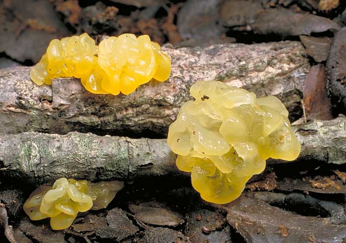 photo: Tremella mesenterica