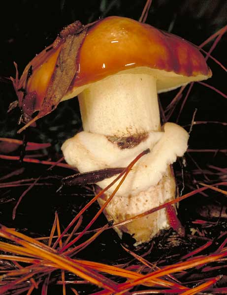 photo: Suillus luteus