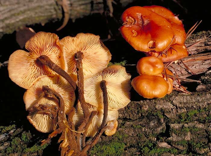 photo: Flammulina velutipes