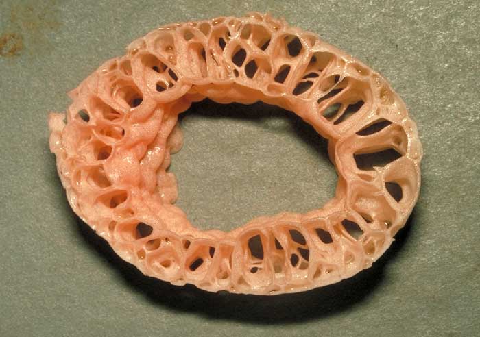 photo: Aseroe rubra - cross-section of stem