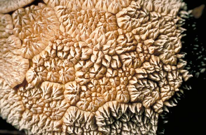 photo: Gasteromycete skin