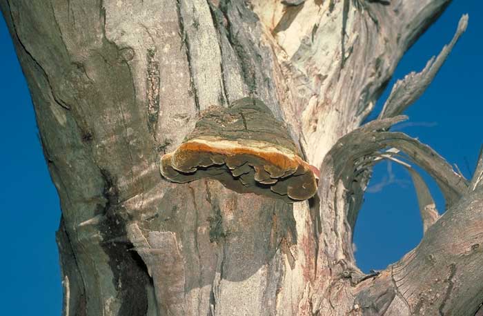 photo: Phellinus sp.