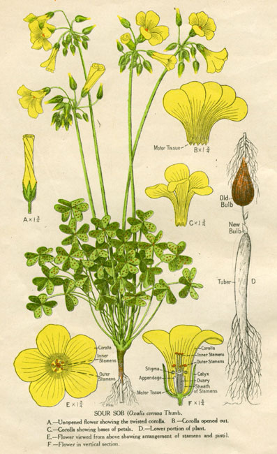 illustration: Oxalis pes-caprae