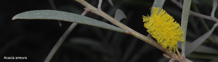 mulga flower