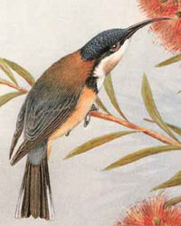 Eastern Spinebill