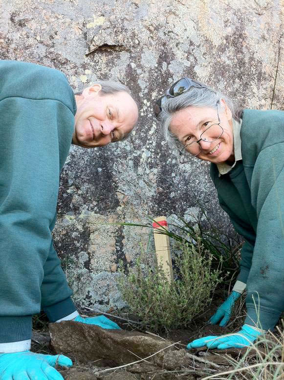 Zieria planting in Wellington, NSW