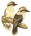 kookaburra