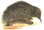 Echidna