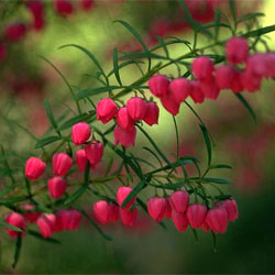 Boronia heterophylla