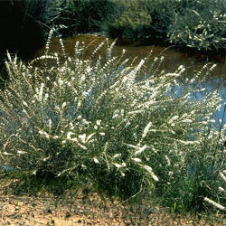 Hypocalymma angustifolium