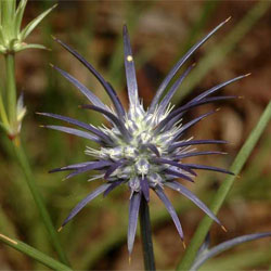 Eryngium ovinum