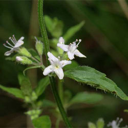 Mentha diemenica