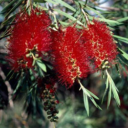 Callistemon viminalis