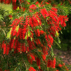 Callistemon viminalis