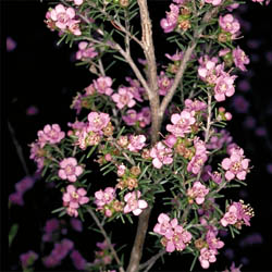 Kunzea affinis