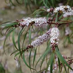 Myoporum bateae